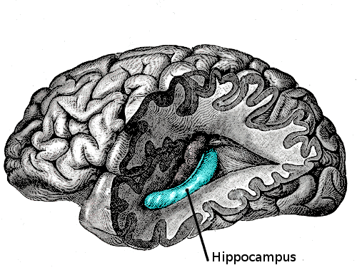 How Chronic Weed Use Impacts the Hippocampus