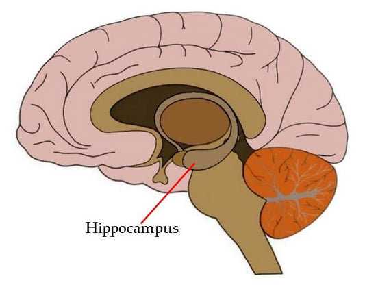 How Chronic Weed Use Impacts the Hippocampus