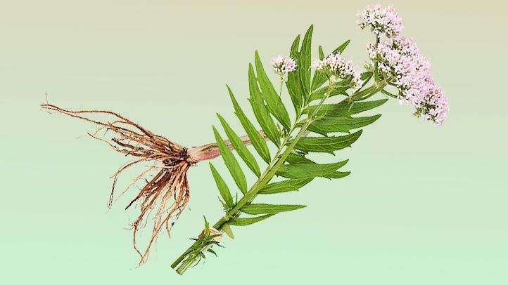 Valerian Root Tea: Nature's Sleep Aid for Cannabis Withdrawal
